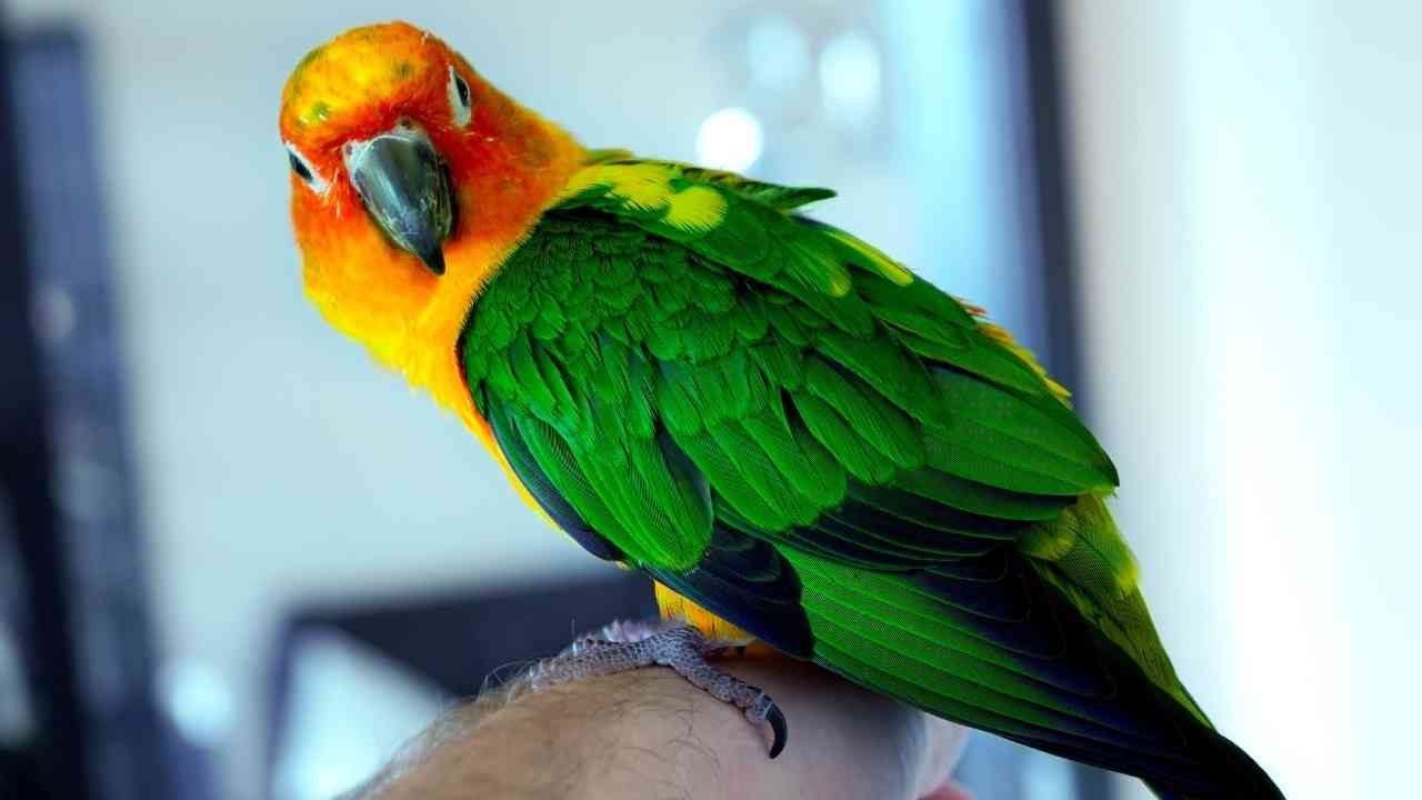 Signs That Your Parrot Likes You | Poodles And Parrots